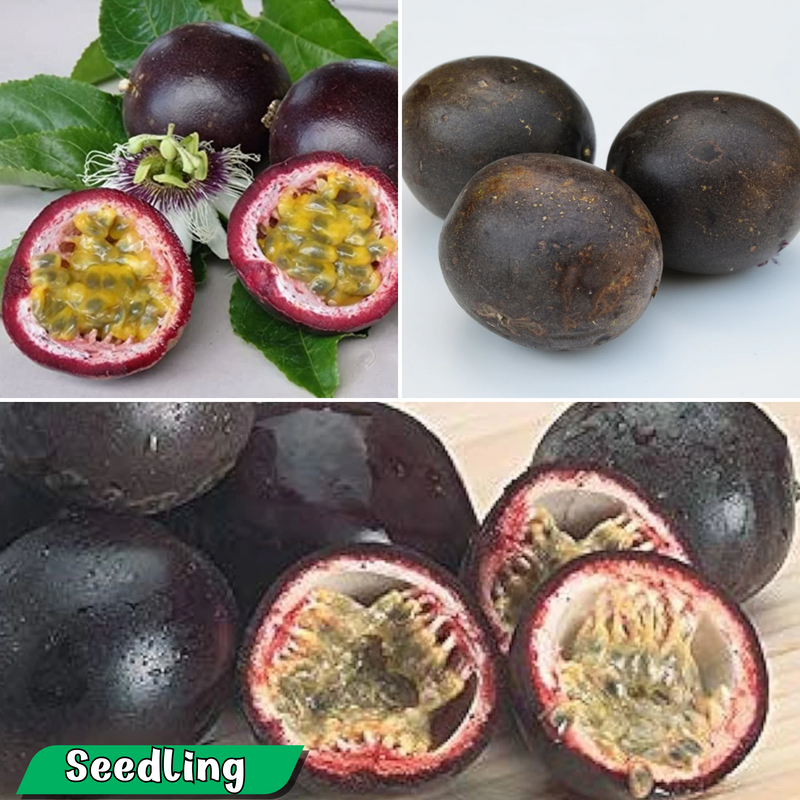 Passionfruit - Black Fruit Plant
