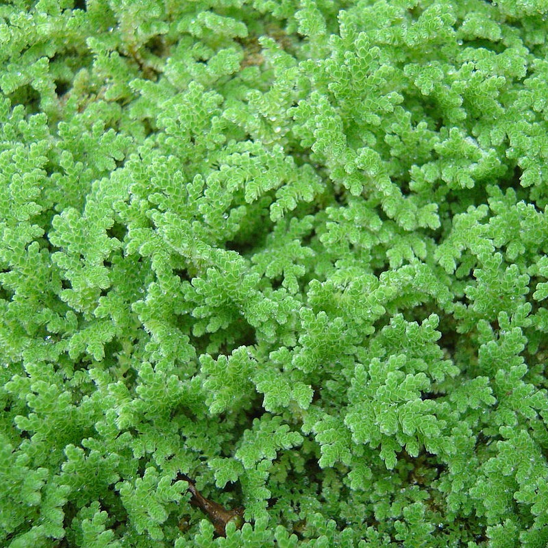 Azolla Floating plant - Azolla caroliniana Aquatic Plant