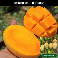Kesar Mango Fruit Plant