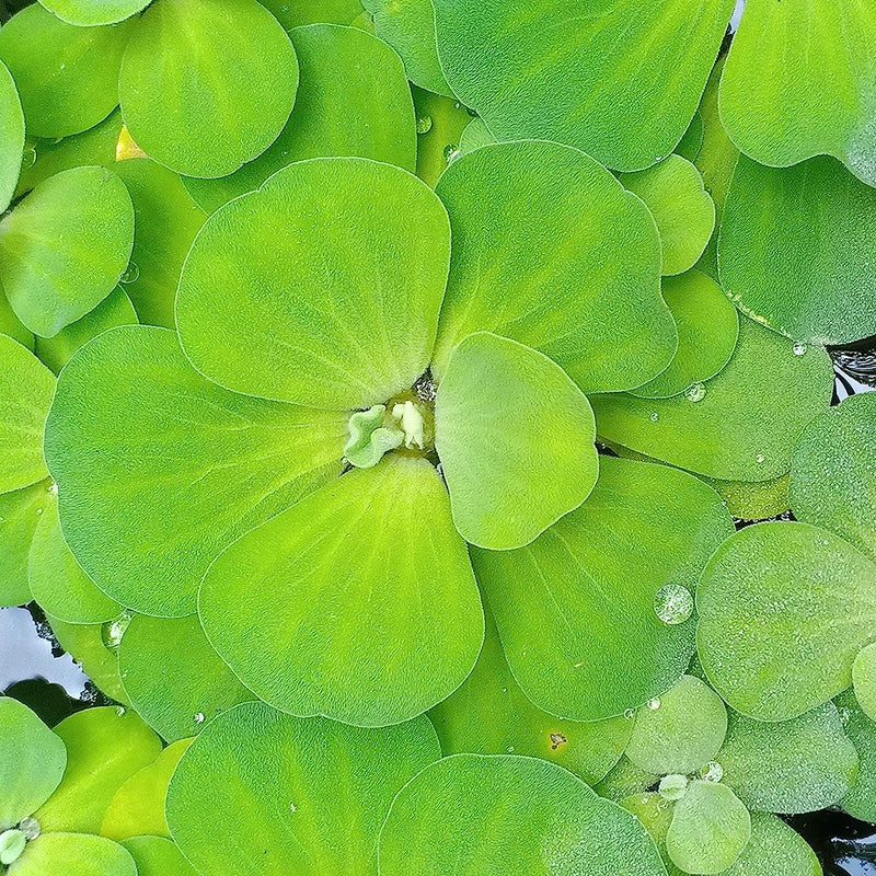 Pistia stratiotes ( Water Cabbage/Water Lettuce ) Aquatic Plant