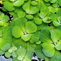 Pistia stratiotes ( Water Cabbage/Water Lettuce ) Aquatic Plant