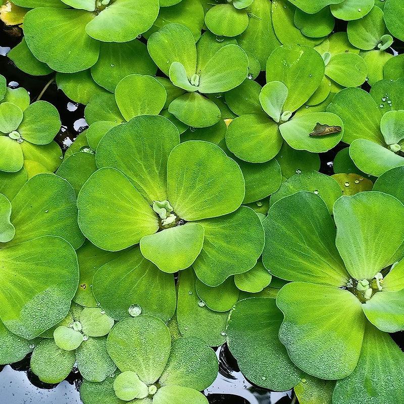Pistia stratiotes ( Water Cabbage/Water Lettuce ) Aquatic Plant