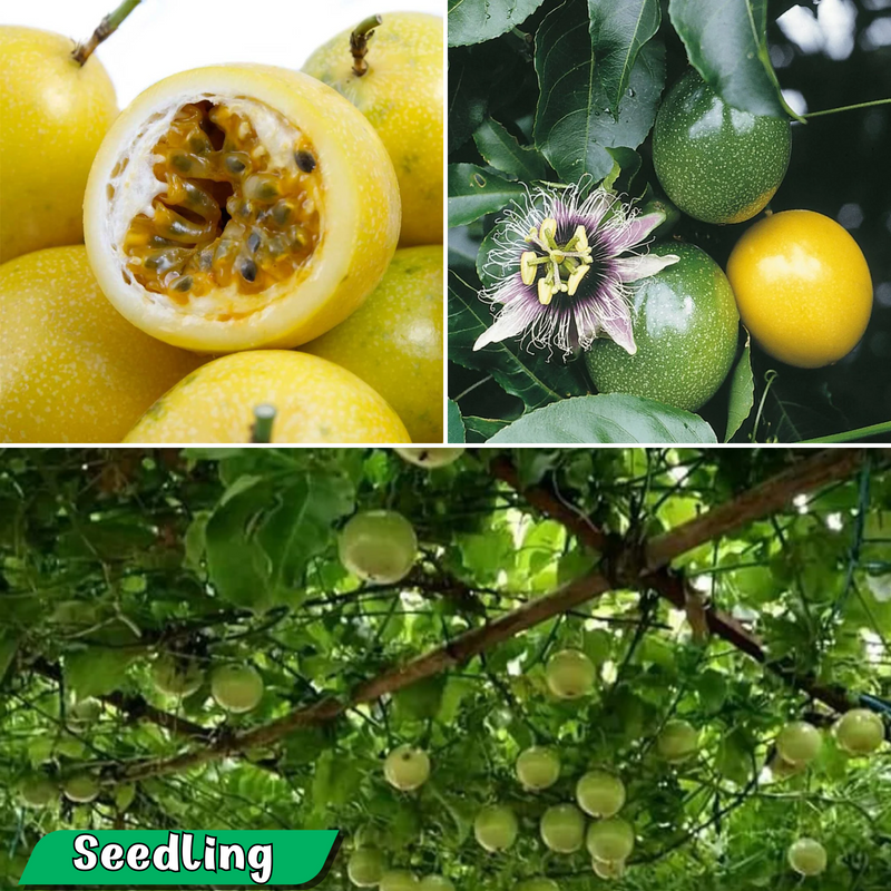 Passionfruit - Panama Gold Fruit Plant