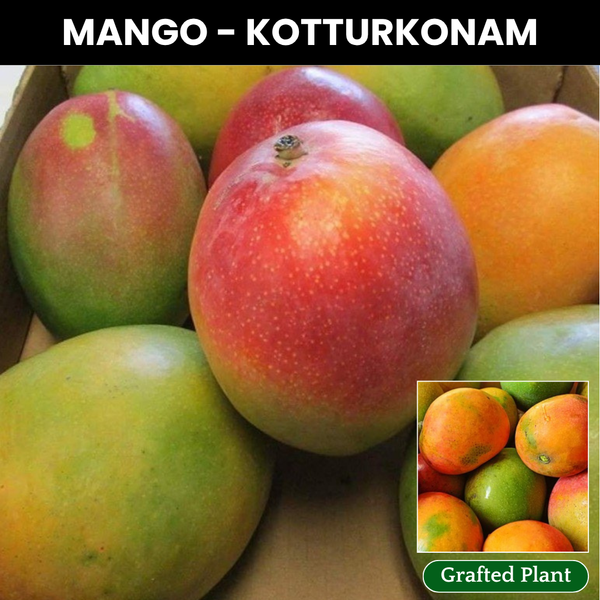 Kottoorkonam Mango Fruit Plant