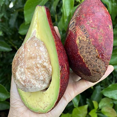 Avocado - Red - Hybrid Fruit Plant