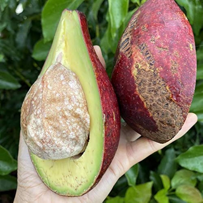 Avocado - Red - Hybrid Fruit Plant
