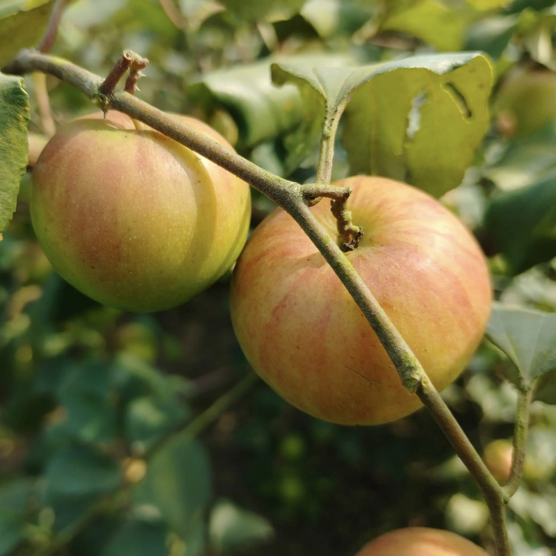 Apple Ber - Ball Sundari - Hybrid Fruit Plant