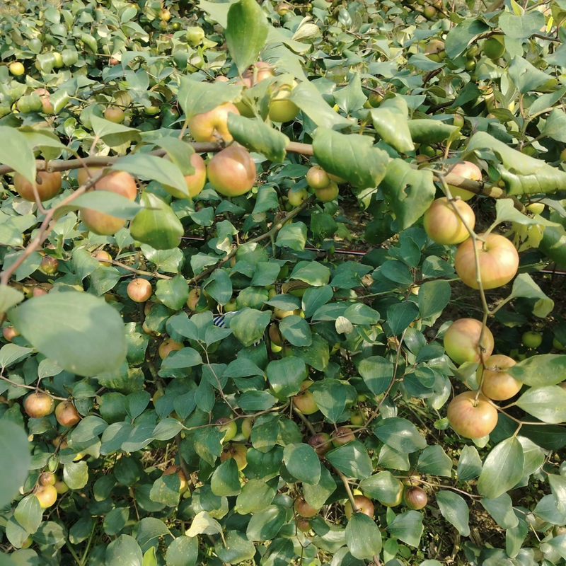 Apple Ber - Ball Sundari - Hybrid Fruit Plant