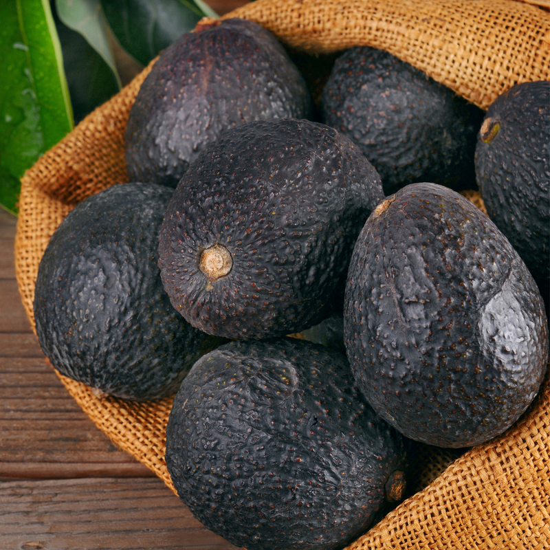 Avocado - Lamb Hass - Fruit Plant