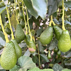 Avocado - Pinkerton - Hybrid Fruit Plant