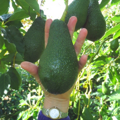 Avocado - Pinkerton - Hybrid Fruit Plant