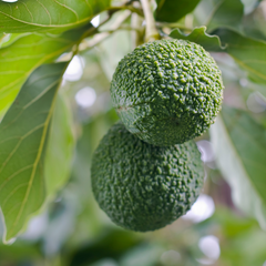 Avocado - Reed - Hybrid Fruit Plant