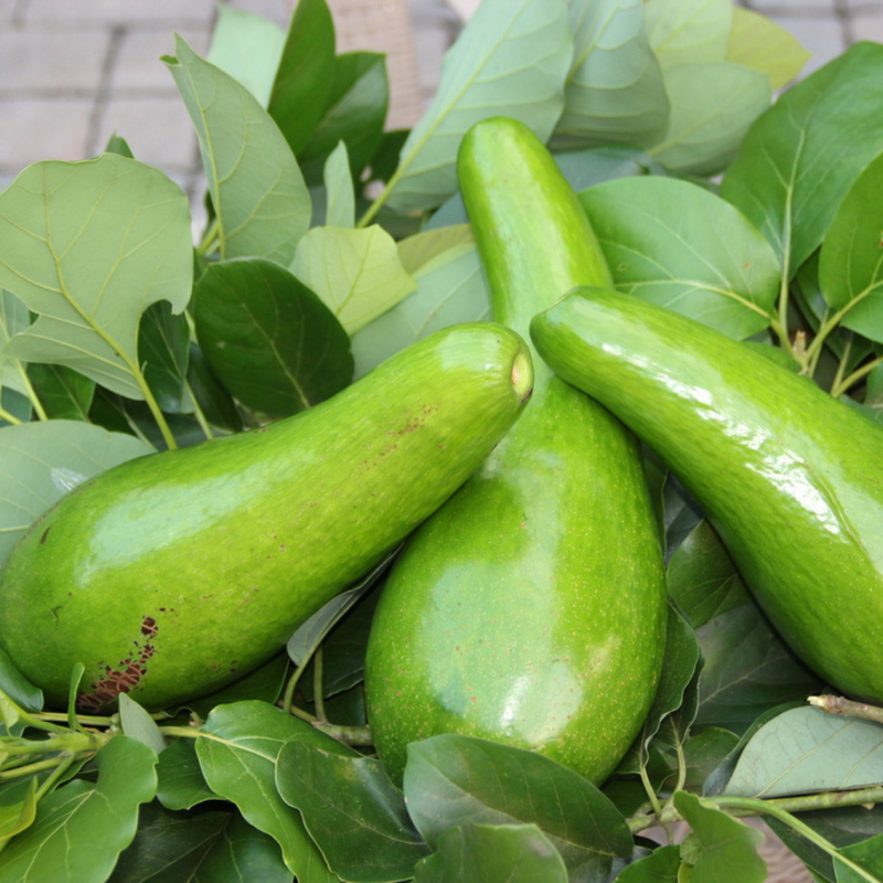 Avocado - Russell - Hybrid Fruit Plant