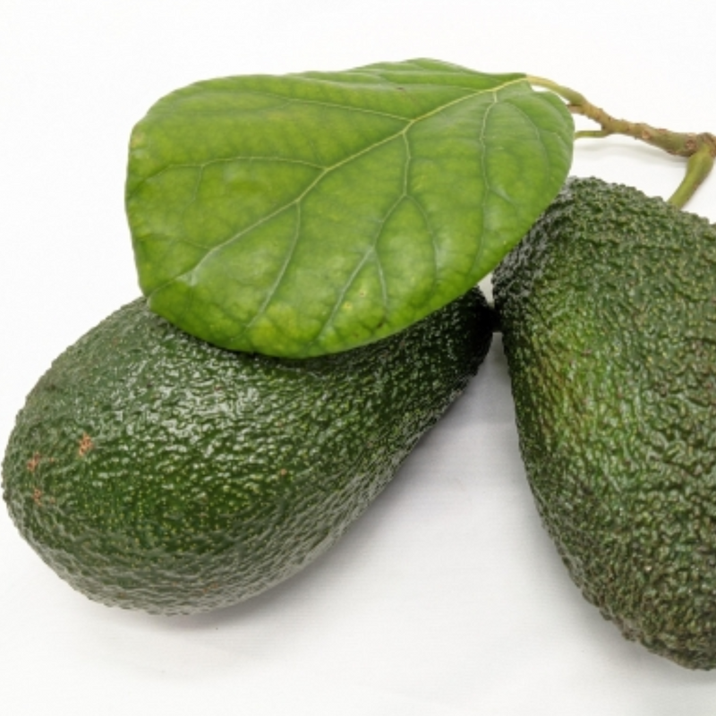 Avocado - Secondo - Hybrid Fruit Plant