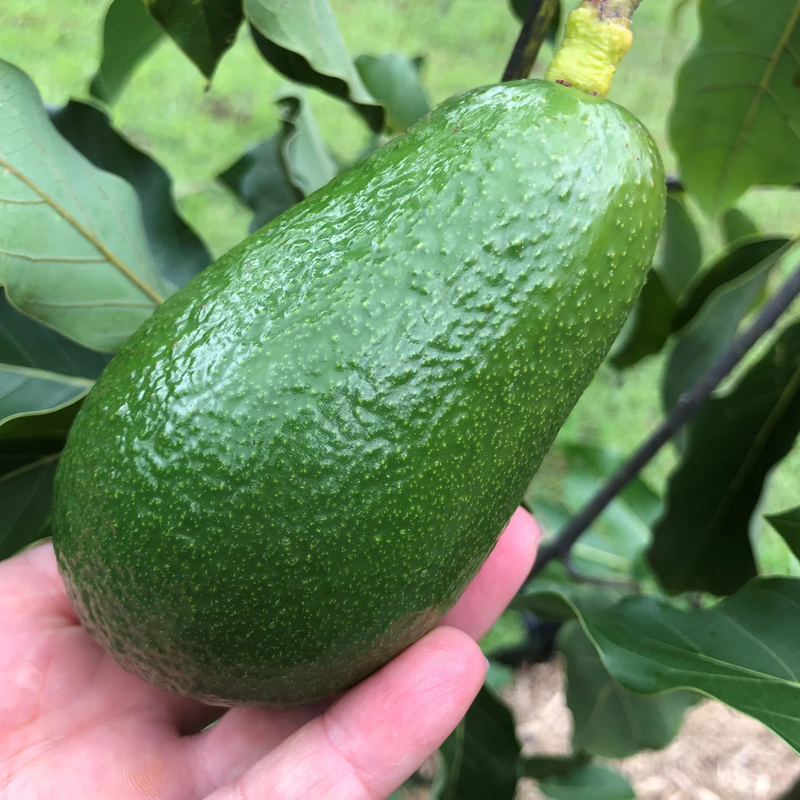 Avocado - Wurtz - Hybrid Fruit Plant