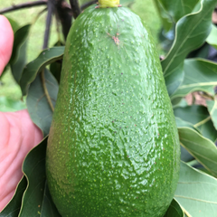 Avocado - Wurtz - Hybrid Fruit Plant