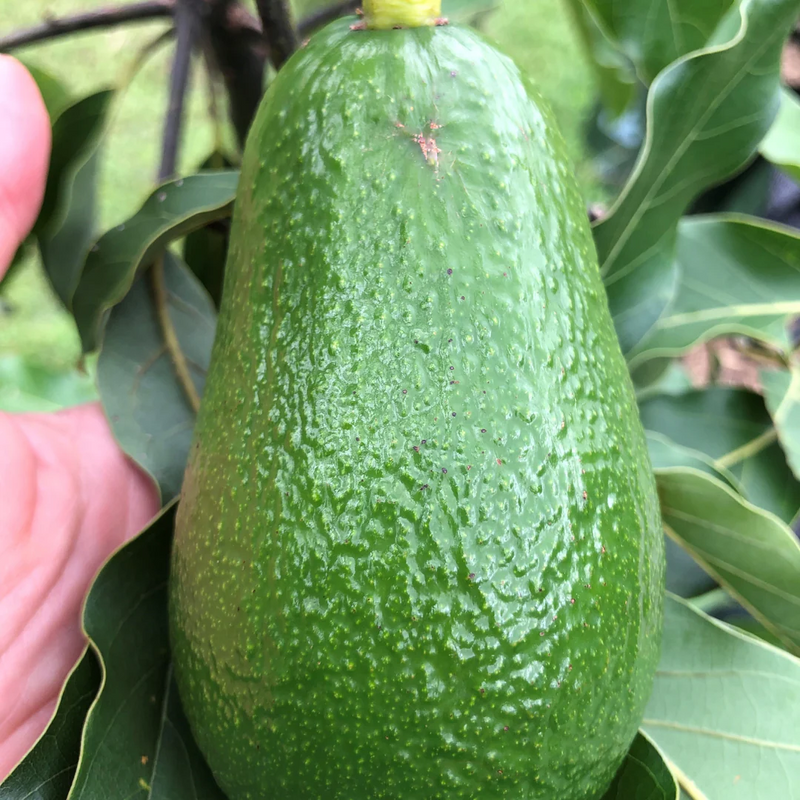Avocado - Wurtz - Hybrid Fruit Plant