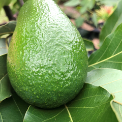 Avocado - Wurtz - Hybrid Fruit Plant