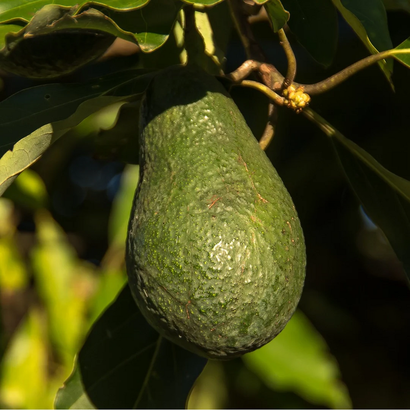 Avocado - Wurtz - Hybrid Fruit Plant