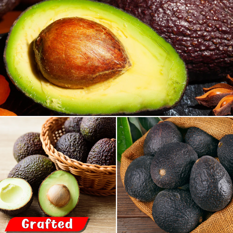 Avocado - Lamb Hass - Fruit Plant