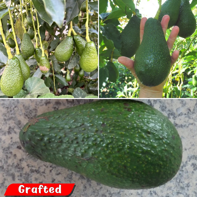 Avocado - Pinkerton - Hybrid Fruit Plant