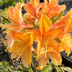 Azalea - Golden Flame - Hybrid Flower Plant