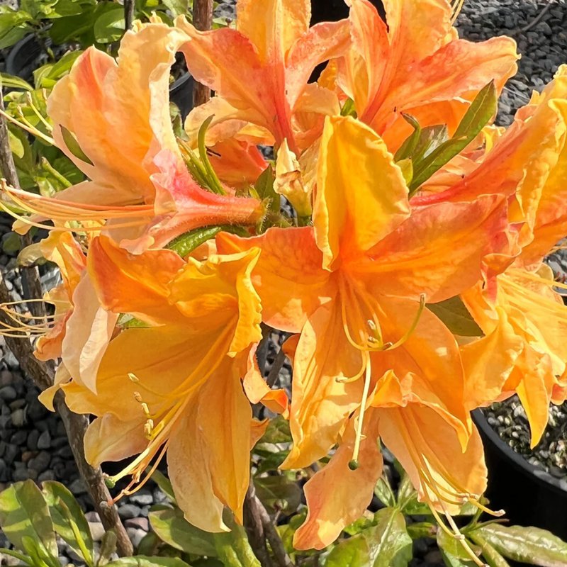 Azalea - Golden Flame - Hybrid Flower Plant