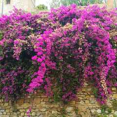 Bougainvillea - Pink Climber - Hybrid Flower Plant