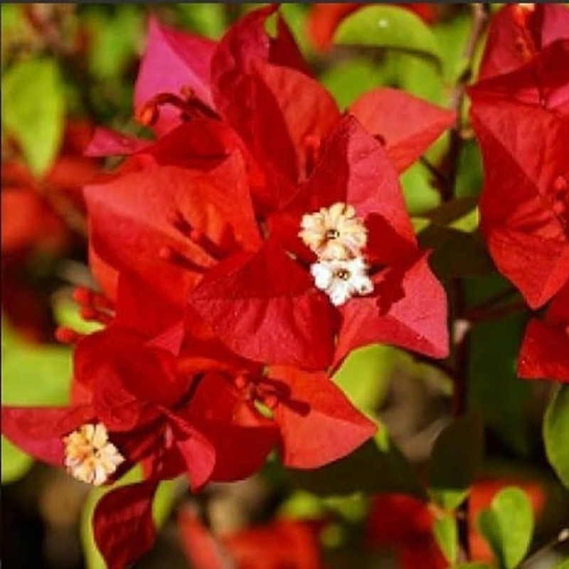 Bougainvillea - Red Bush - Hybrid Flower Plant