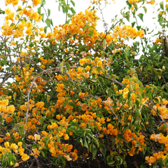 Bougainvillea - Yellow Climber - Hybrid Flower Plant