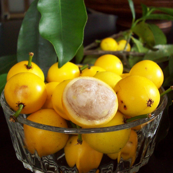 Baraba - Lemon Drop Mangosteen - Hybrid Fruit Plant