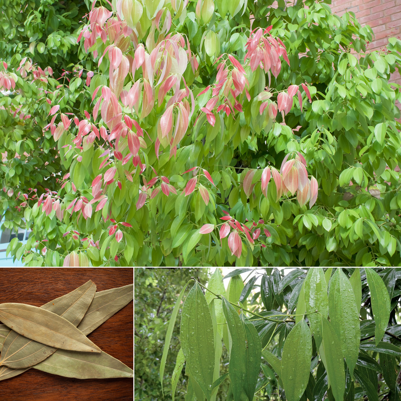 Indian Bay Leaf - Tejpatta Spice Plant