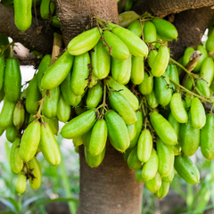 Bilimbi / Ilumbi - Green - Averrhoa bilimbi Fruit Plant