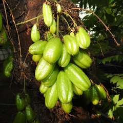 Bilimbi / Ilumbi - Green - Averrhoa bilimbi Fruit Plant