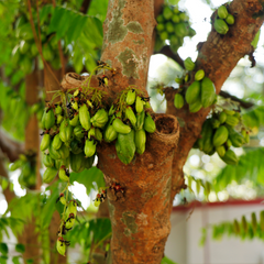 Bilimbi / Ilumbi - Green - Averrhoa bilimbi Fruit Plant