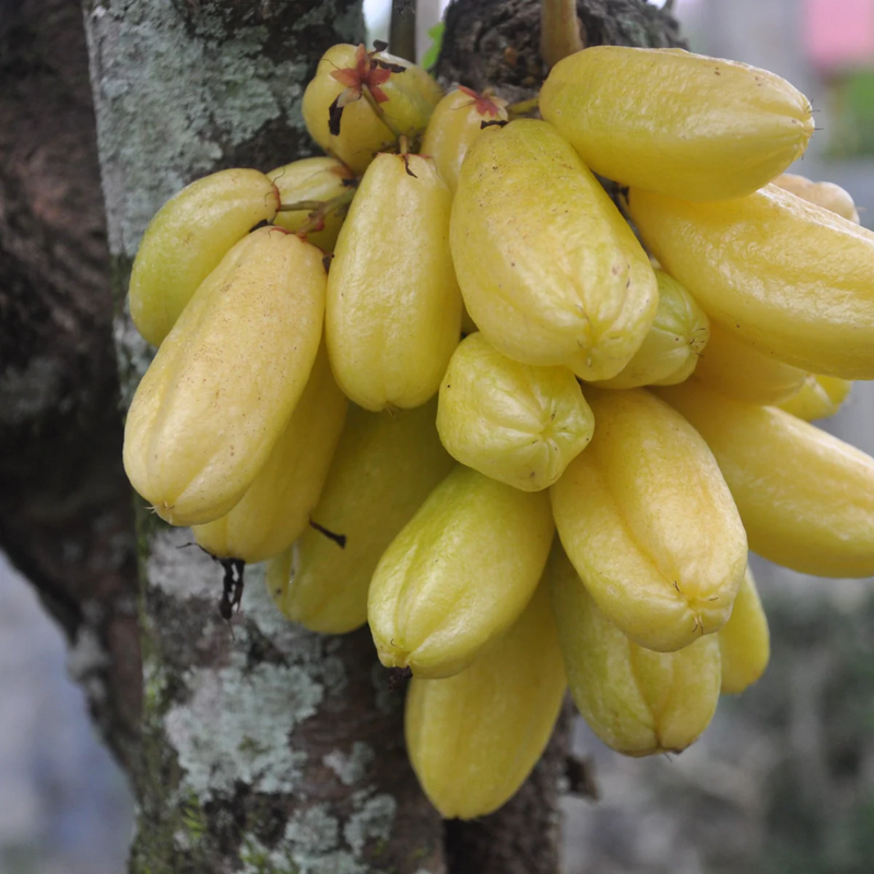 Bilimbi / Ilumbi - Yellow - Averrhoa bilimbi Fruit Plant
