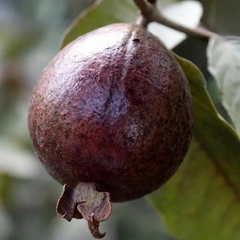 Black Guava Fruit Plant