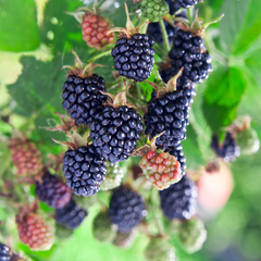 Indian Blackberry - Rubus fruticosus - Fruit Plant