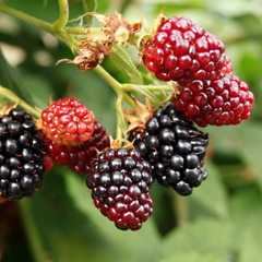 Indian Blackberry - Rubus fruticosus - Fruit Plant