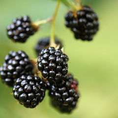 Indian Blackberry - Rubus fruticosus - Fruit Plant