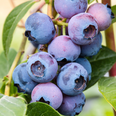 Blueberry - Vaccinium corymbosum Fruit Plant