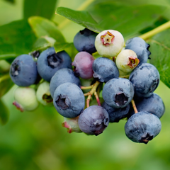 Blueberry - Vaccinium corymbosum Fruit Plant