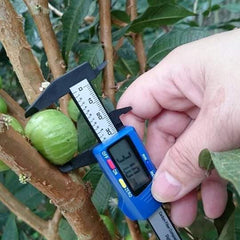 Hybrid Jaboticaba - Branca Fruit Plant
