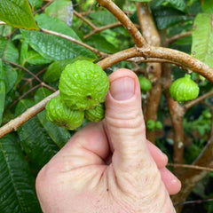 Hybrid Jaboticaba - Branca Fruit Plant
