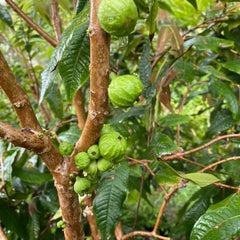 Hybrid Jaboticaba - Branca Fruit Plant