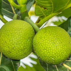 Breadfruit / Kadaplavu - Artocarpus altilis Fruit Plant