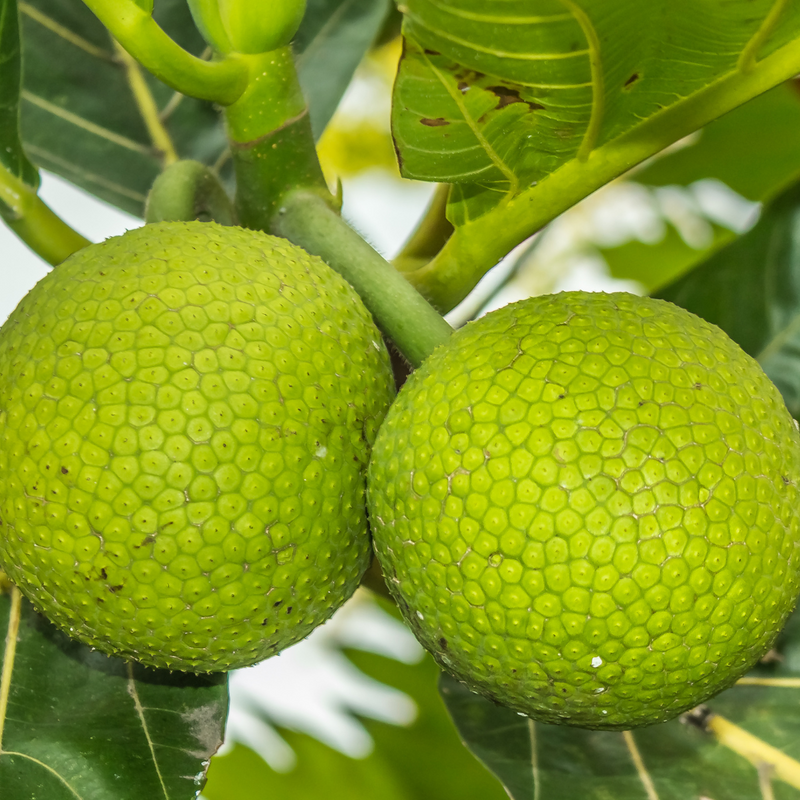 Breadfruit / Kadaplavu - Artocarpus altilis Fruit Plant