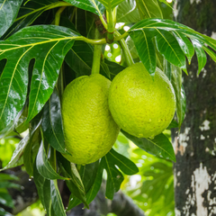 Breadfruit / Kadaplavu - Artocarpus altilis Fruit Plant