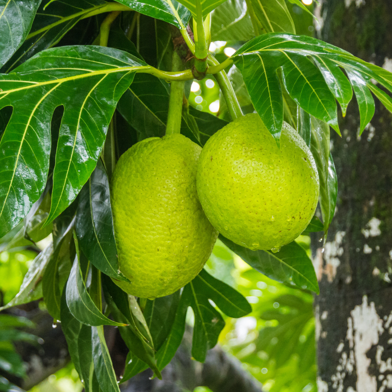 Breadfruit / Kadaplavu - Artocarpus altilis Fruit Plant