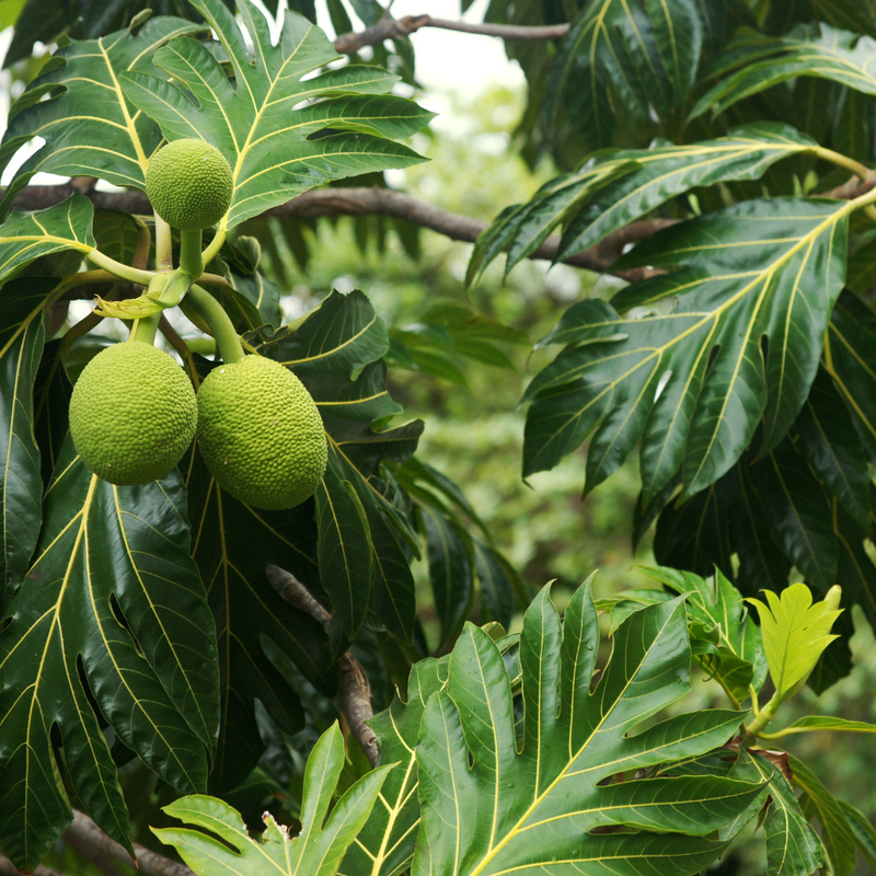 Breadfruit / Kadaplavu - Artocarpus altilis Fruit Plant
